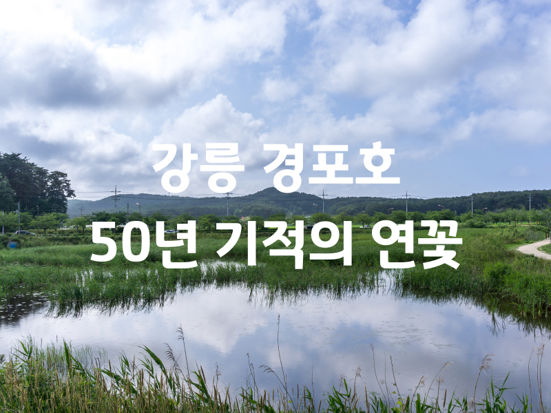 강원 강릉 경포호 기적의 연꽃 버스투어
